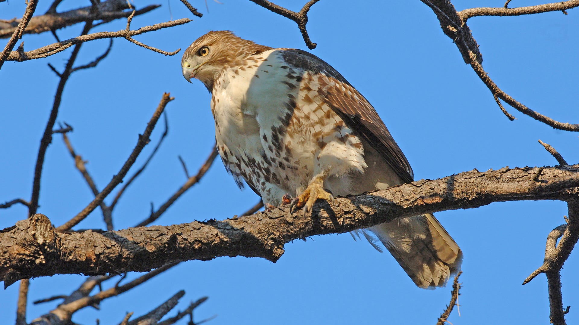 hawk head coloring page