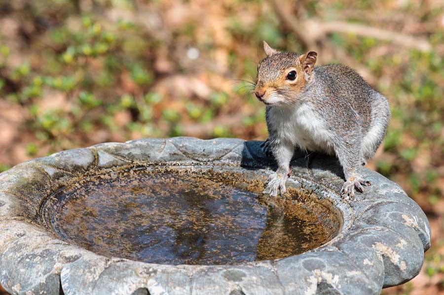 what to feed squirrels water