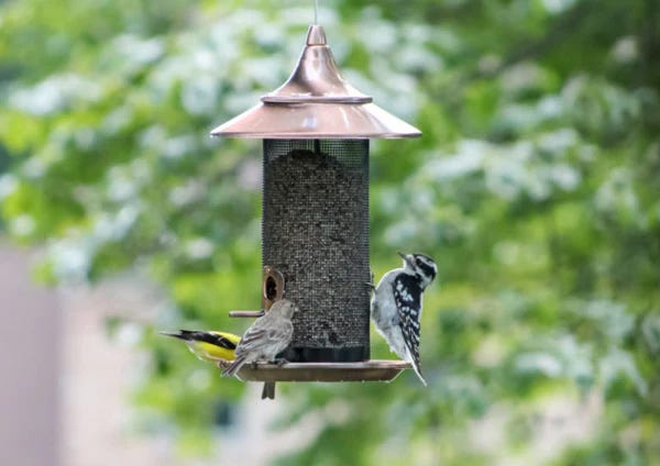 More Birds Copper Provincial Screen Feeder