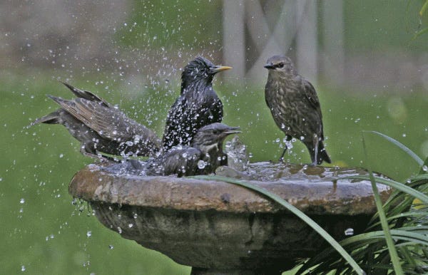 How to Feed Wild Birds Through All the Seasons