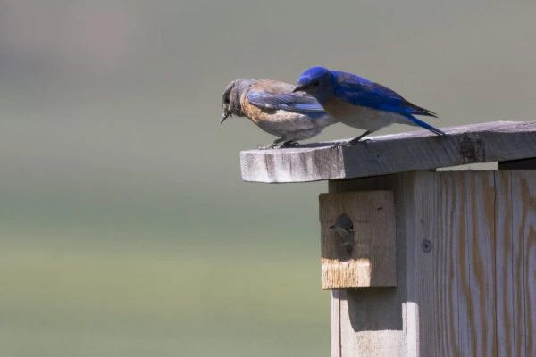 https://www.perkypet.com/media/Articles/Perky-Pet/Western_Bluebird_Sialia_mexicana.jpg