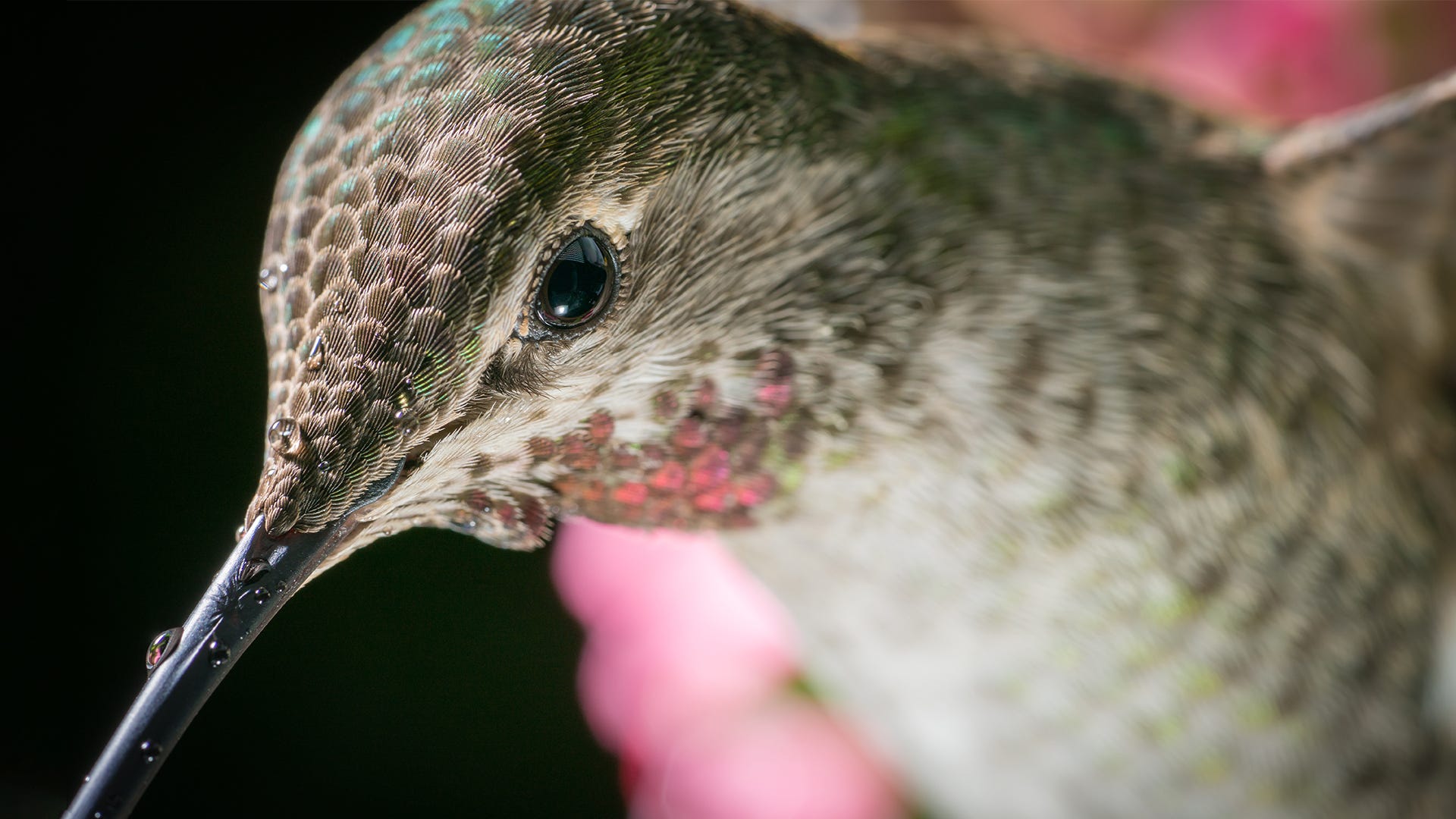 What DO Hummingbirds See? What DO Hummingbirds See?