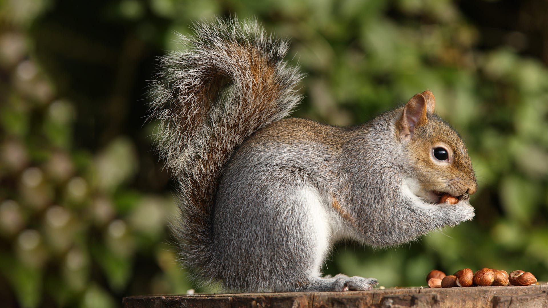 how to feed squirrels 