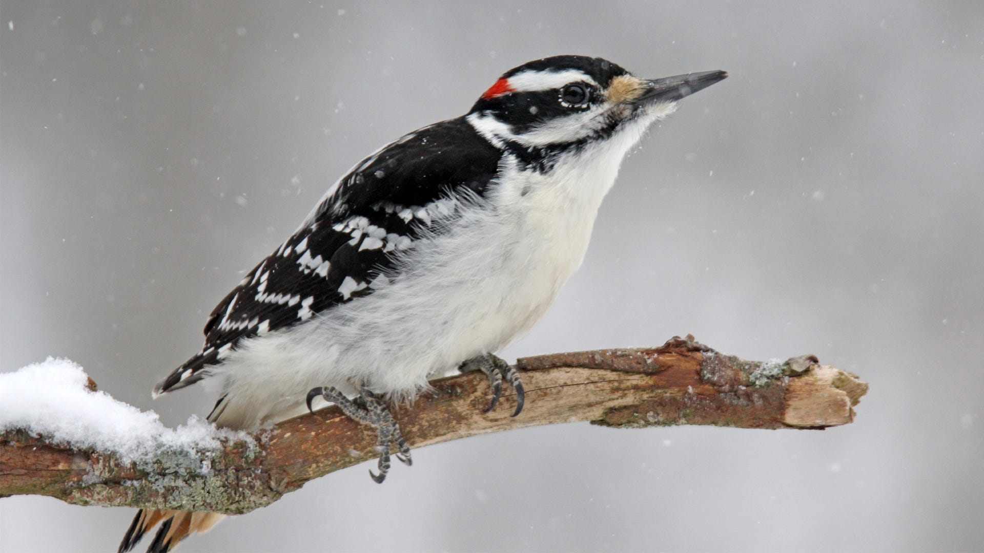 Where Do Winter Birds Go At Night?