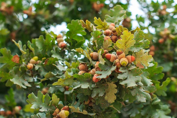 acorns