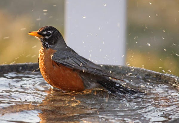 American Robin splashing in a bird bath