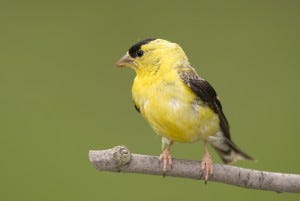 The American Goldfinch mostly migrates short distances within the United States.