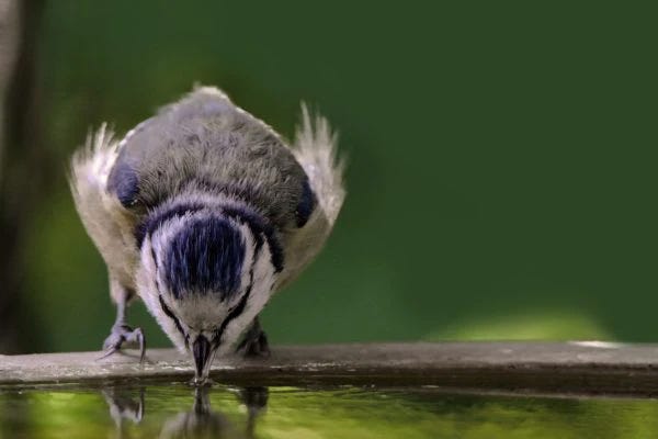 a bird sipping water