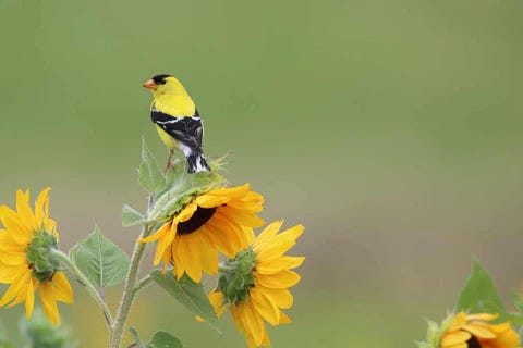 Goldfinches