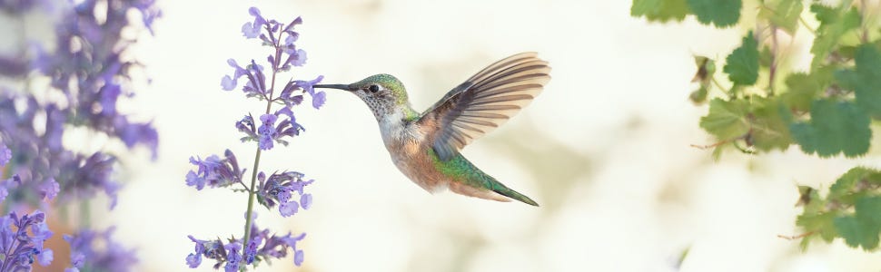 Hummingbirds naturally seek out trumpet-shaped flowers, like these Hollyhocks, for their nectar.