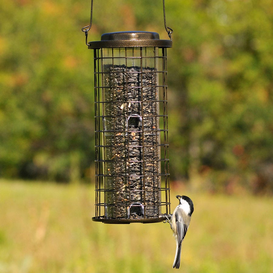 fall bird feeding