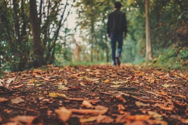 leaf litter