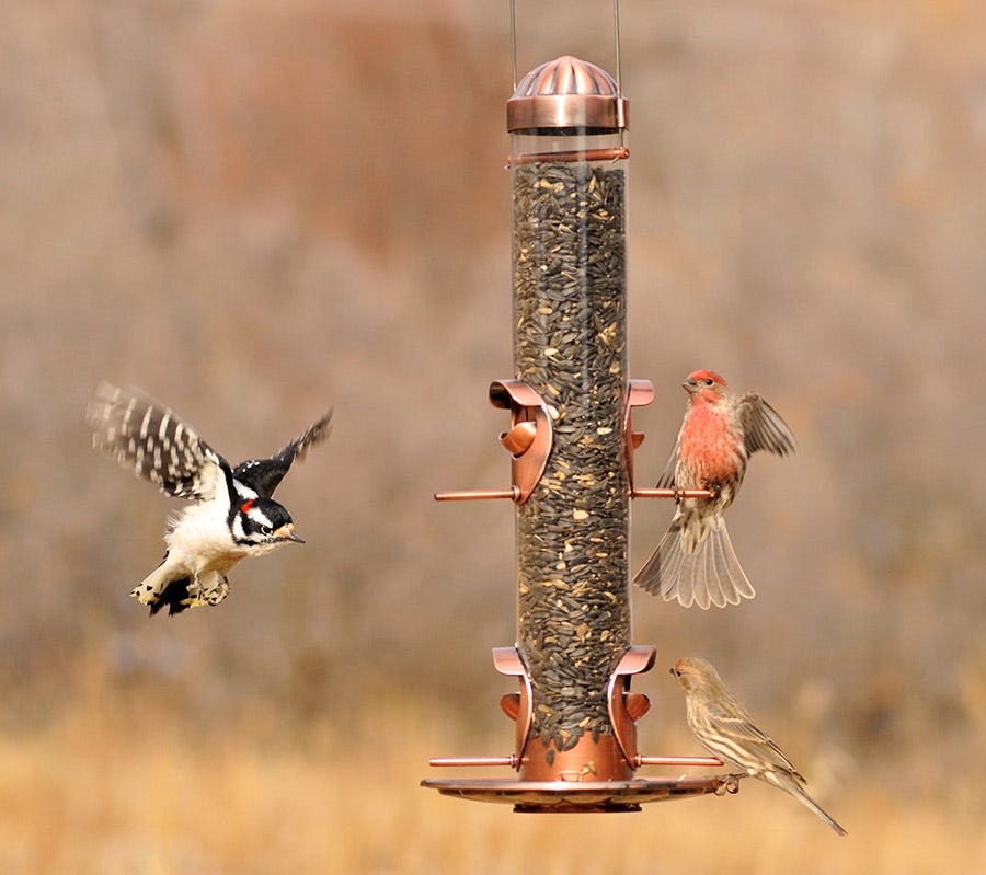 Feeding Birds: a Quick Guide to Seed Types