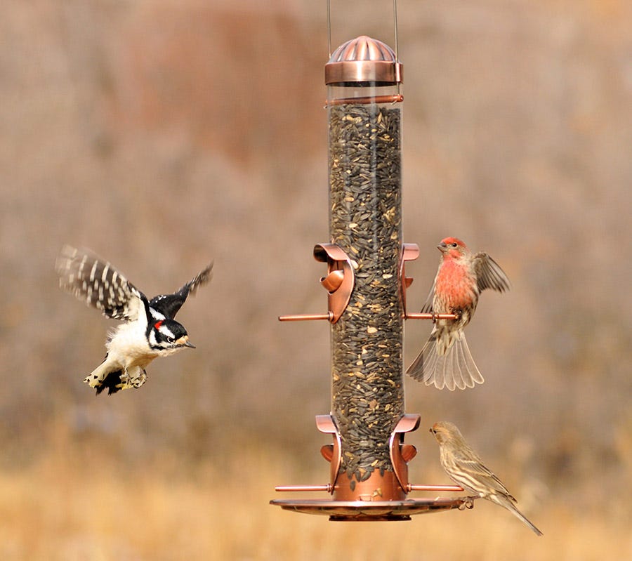 Fall is the best time to start bird feeding