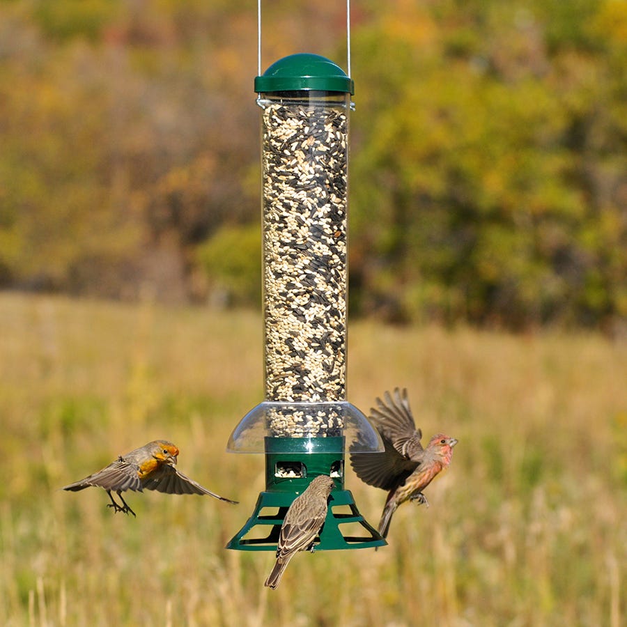 fall bird feeding seed feeders