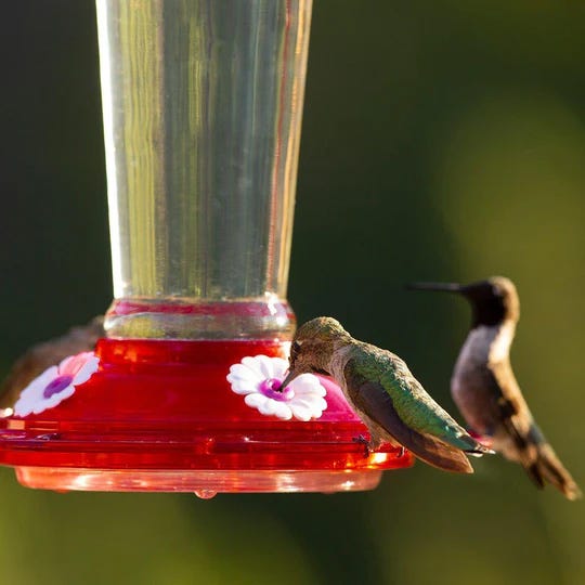 How to Get Up Close and Personal with Backyard Birds