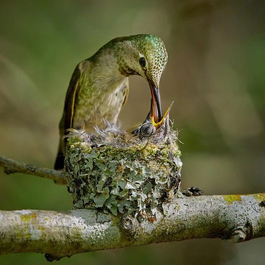 Hummingbird feeding its chick at the nest / Shutterstock