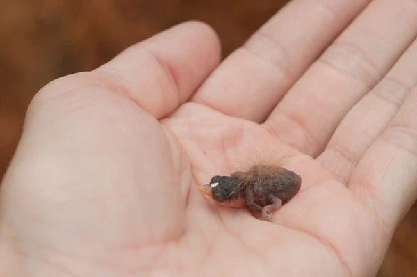 Baby hummingbird held in hand