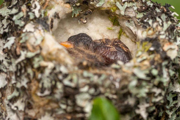 Baby hummingbird in the nest / Shutterstock