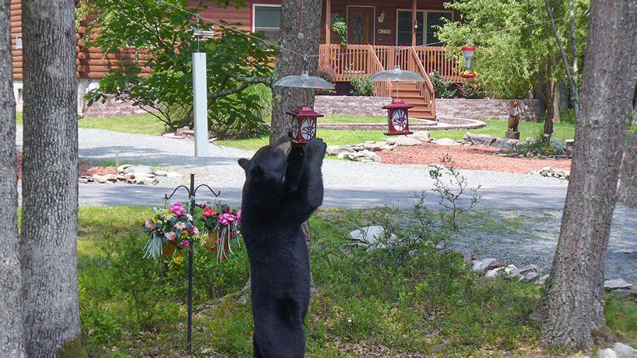 Bear-Proofing Your Bird Feeders