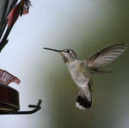 Anna's hummingbird