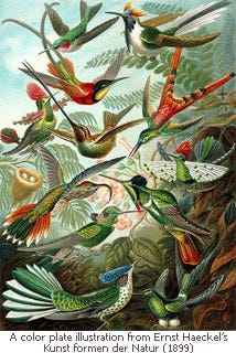 A painting of hummingbirds surrounding trumpet type flowers A painting of hummingbirds surrounding trumpet type flowers