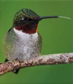 Hummingbird Tongue