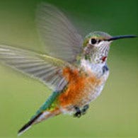 Aggressive hummingbird in flight