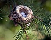 Hummingbird Nest