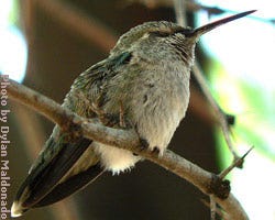 Hummingbird in the state of torpor