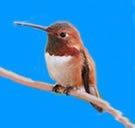 Rufous Hummingbird