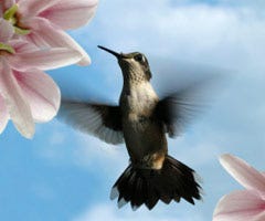 Hummingbird showing its tail feathers