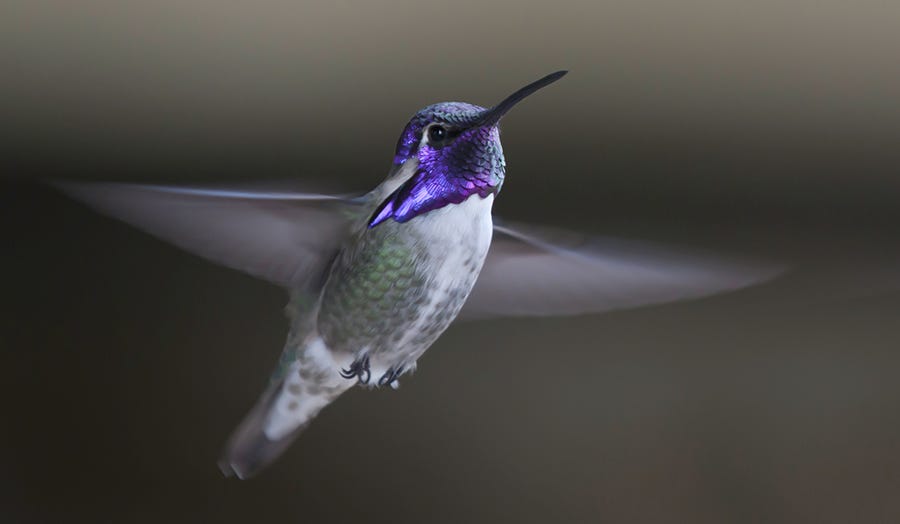 ID a Costa's Hummingbird