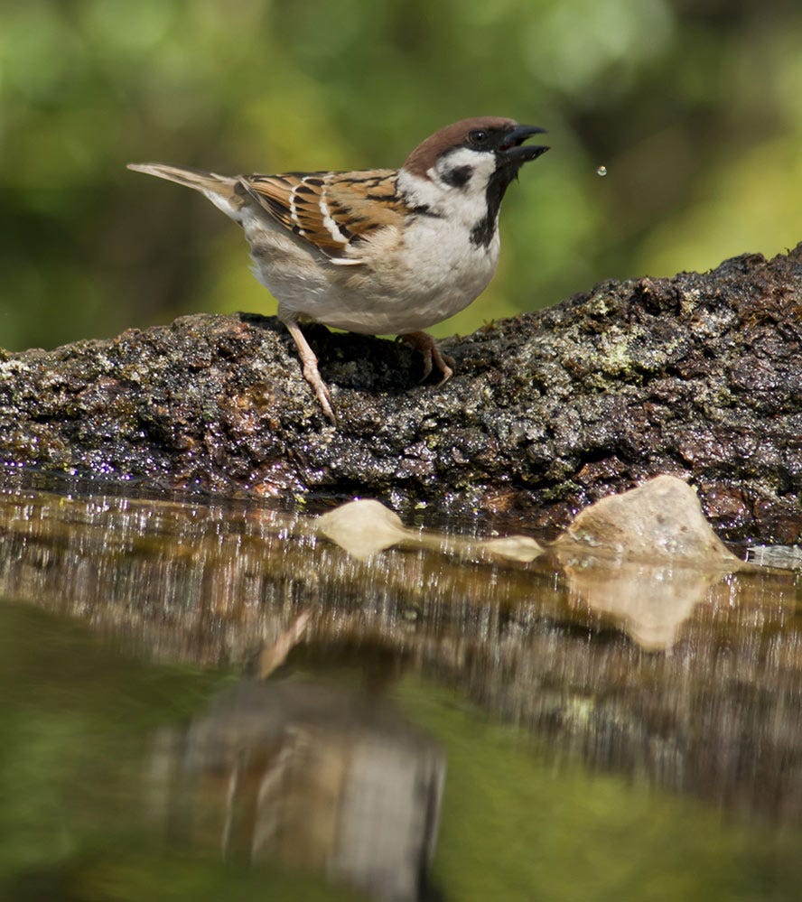 Identify the eurasian sparrow st. louis