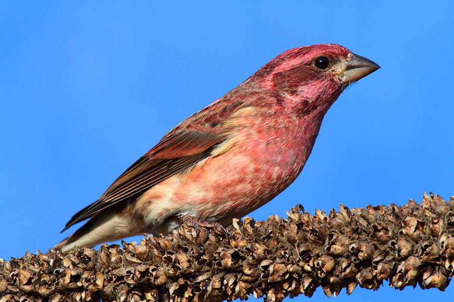 ID a purple finch