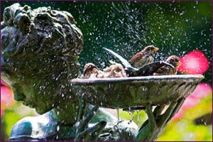 Birds bathing