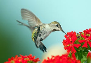 Hummingbird at flower