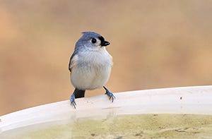 Tufted Titmouse