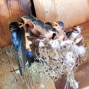 Feeding baby birds