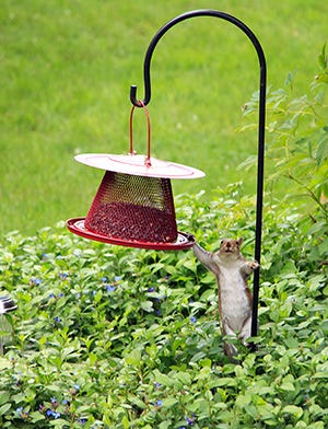 Squirrel says, "Hi."