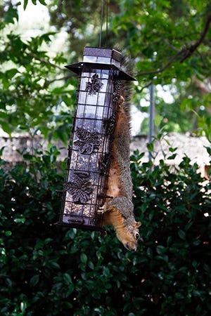 Squirrel on bird feeder