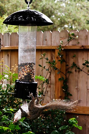 Squirrel on bird feeder