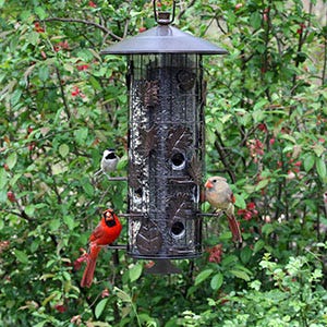 Squirrel Resistant Bird Feeder