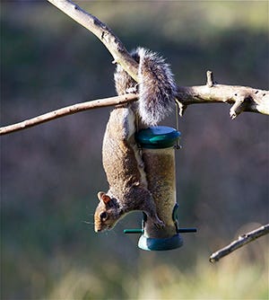 Squirrel in tree