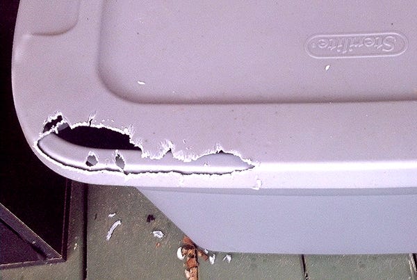 The scene of the crime! A squirrel gnawed this hole in the side of a plastic tub to get the black oil sunflower seeds inside.