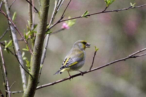 Finch on a tree branch