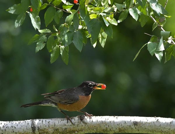 Bird feeding