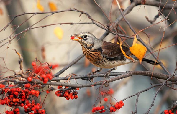 5 Tips for How to Introduce a New Feeder to Your Backyard Birds