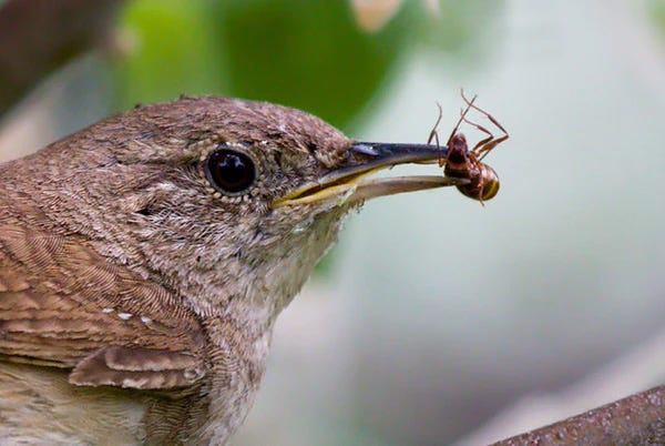 Nature’s Clean-up Crew