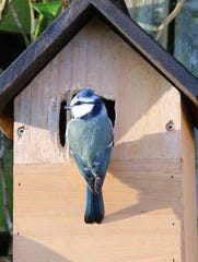 Bird perched at the entrance to a bird house